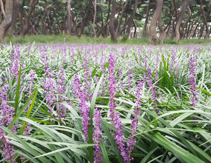 Liriopa bluestem ´Big Blue´