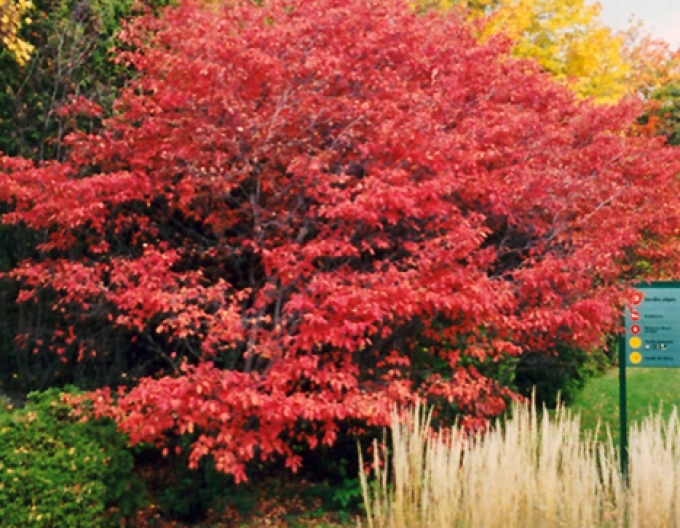 Afin canadian - Amelanchier alnifolia Thiessen