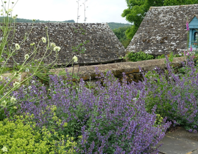 Menta pisici Walkers Low´