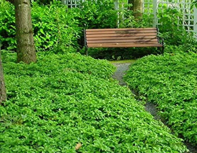 Pachysandra apex
