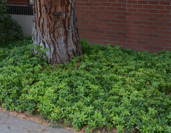 Pachysandra apex