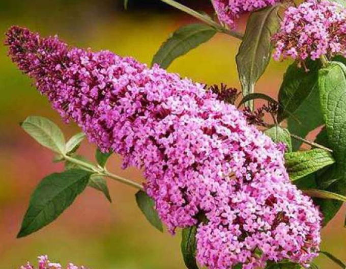 Buddleja davidii Pink Delight 9x9
