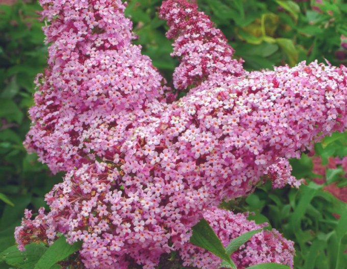 Buddleja davidii Pink Delight 9x9