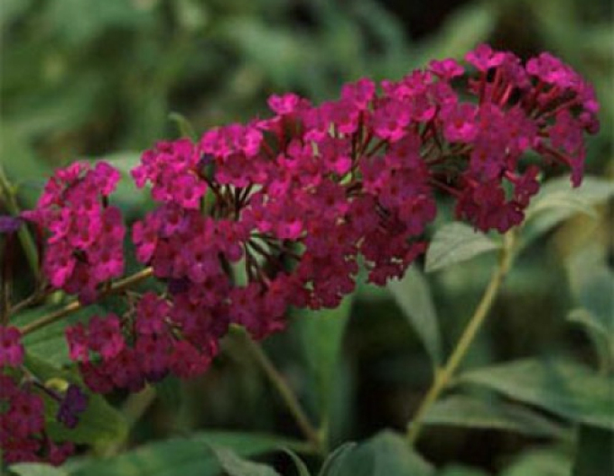Buddleja ´Red Royal´ 9x9