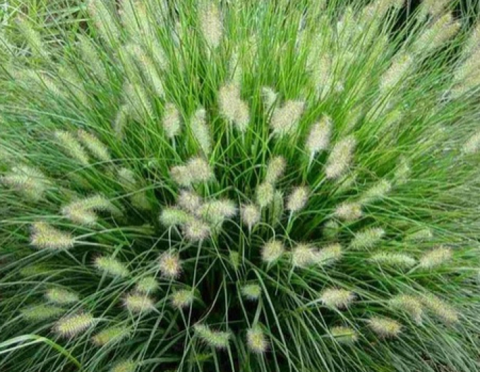 Iarbă fântână pitică ´Hameln´