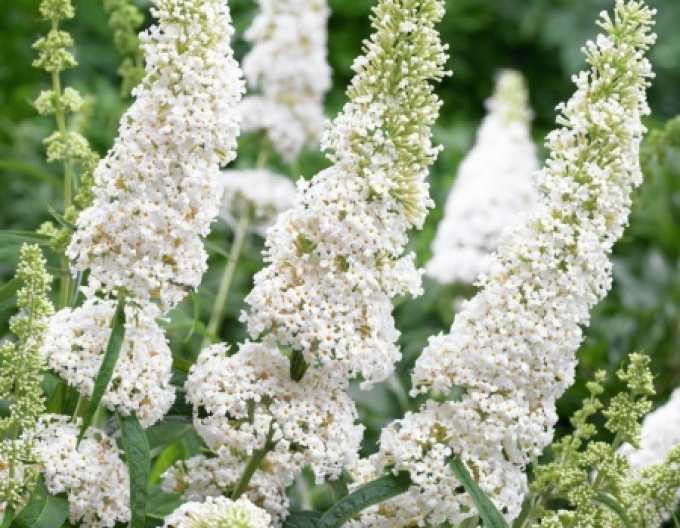 Buddleja davidii White Profusion