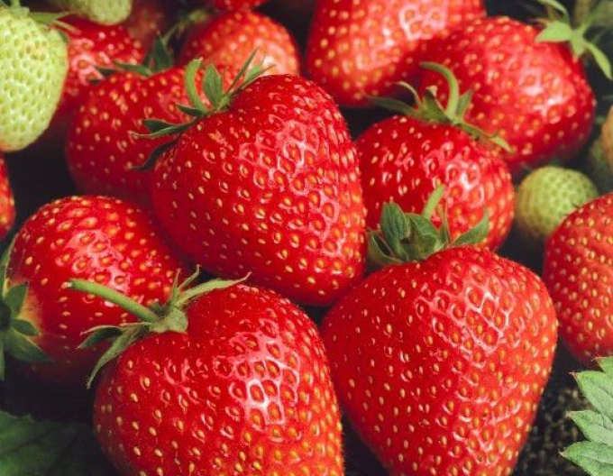 Căpșuni timpurii ’Wendy’