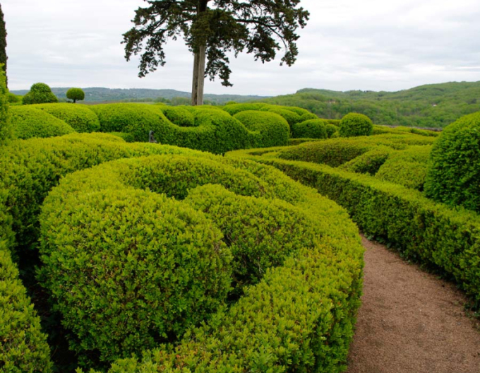Buxus microphylla