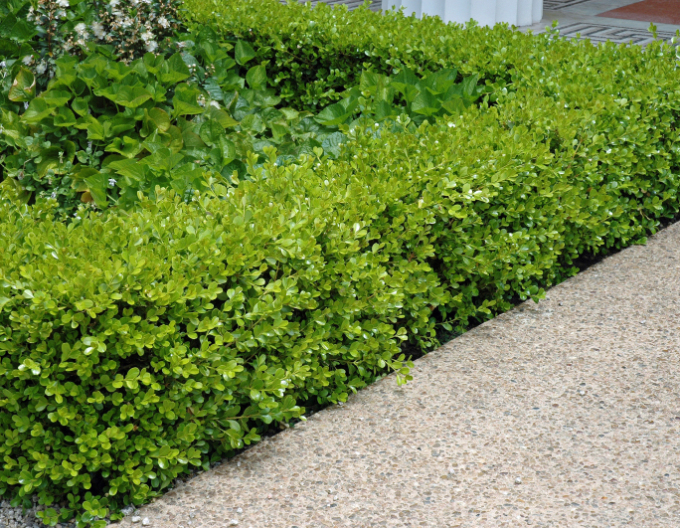 Buxus microphylla