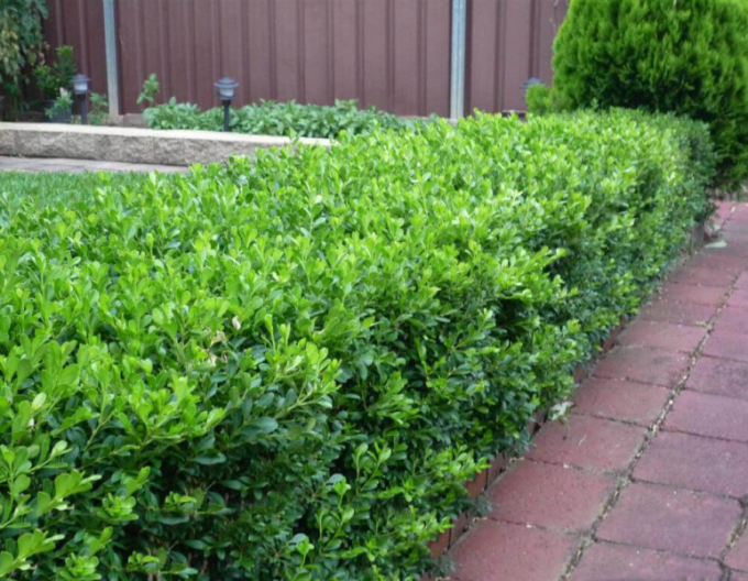Buxus microphylla