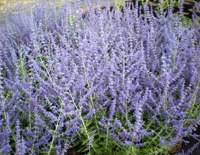 Salvie rusească - Perovskia ´Blue Spire´