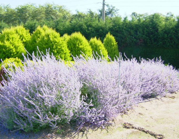 Salvie rusească - Perovskia ´Blue Spire´