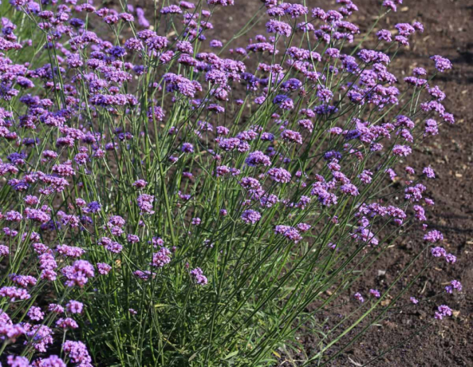 Verbena de fier argentinian