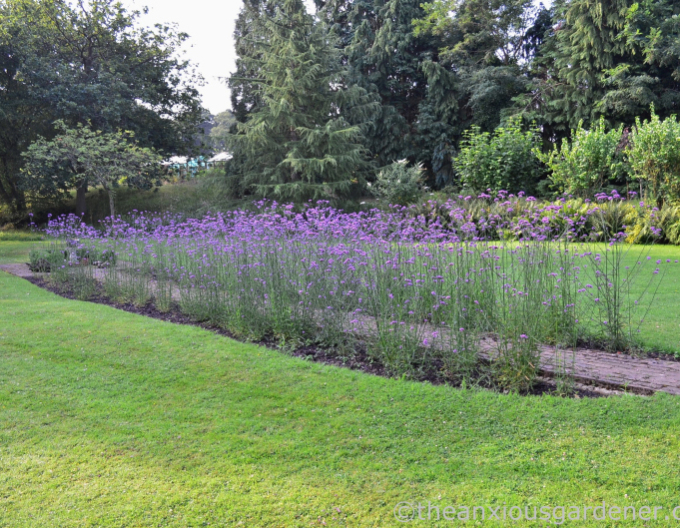 Verbena de fier argentinian
