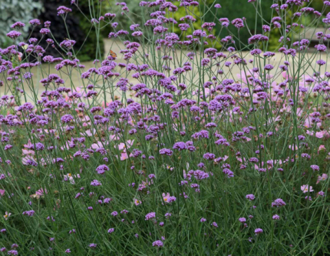 Verbena de fier argentinian