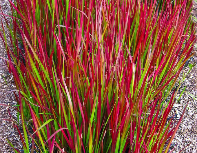 Imperata cylindrica "Red Baron" 2l