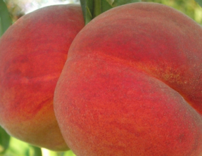 Piersic Redhaven timpuriu, sub. GF677, cont. 5l