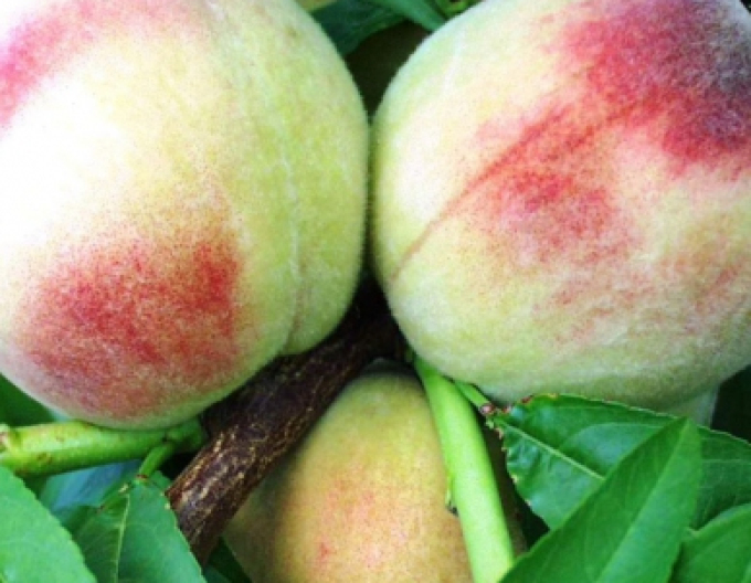 Piersică ´Albatros´ timpurie, portaltoi GF677, ghiveci 5 l