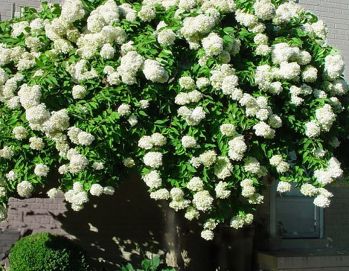 Hortensie paniculate Grandiflora