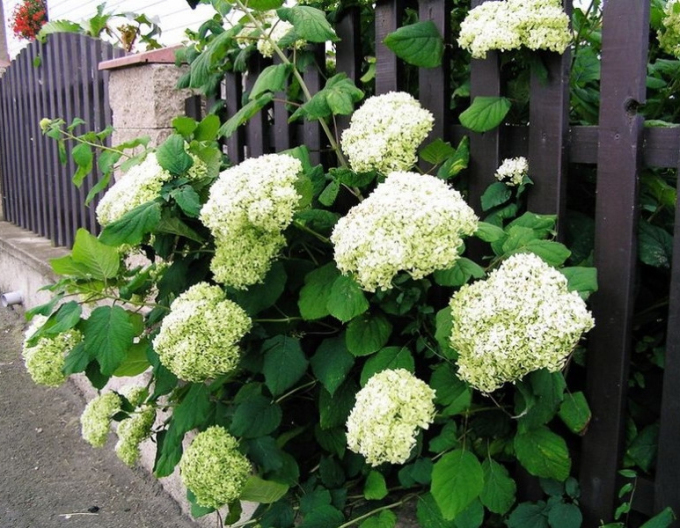 Hortensie paniculate Grandiflora