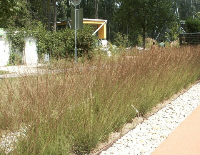 Molinia  "Edith Dudszus"