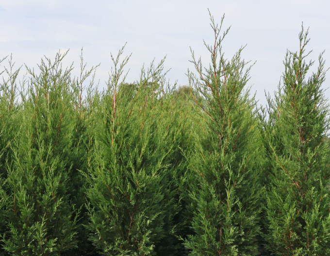 Cupressocyparis Leyland ´2001´