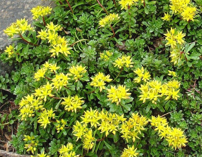 Stonecrop Weihenstephaner Gold