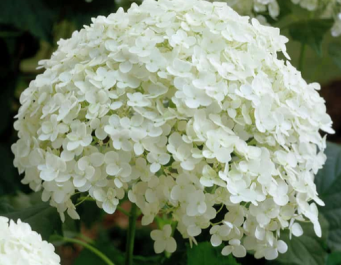 Hortensie arborescentă  Annabelle 9x9