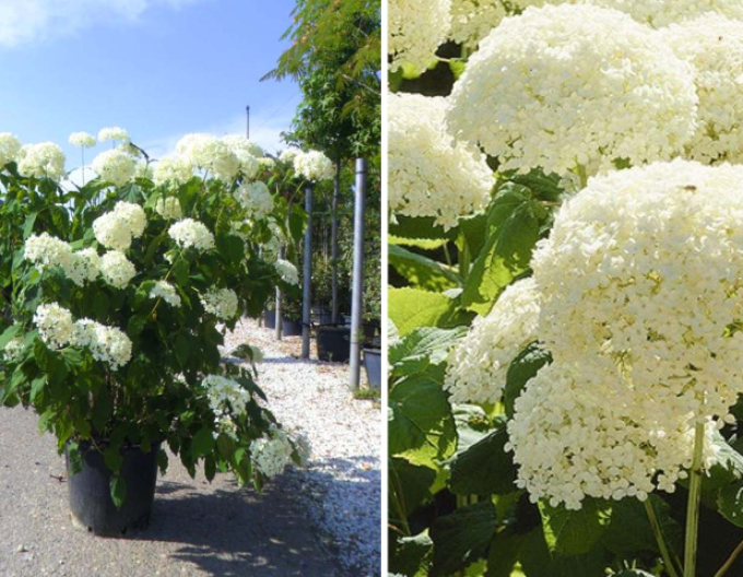 Hortensie arborescentă  Annabelle 9x9