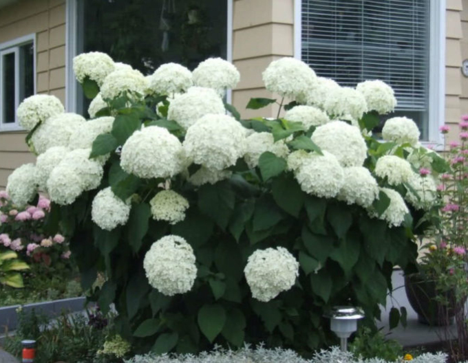 Hortensie arborescentă  Annabelle 9x9