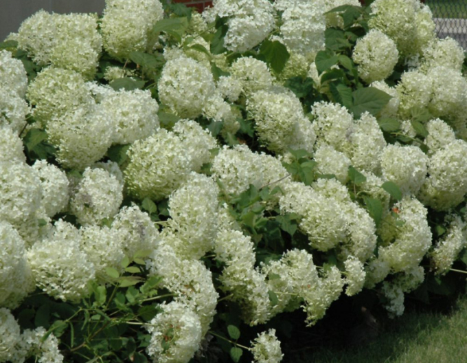 Hortensie arborescentă  Annabelle 9x9