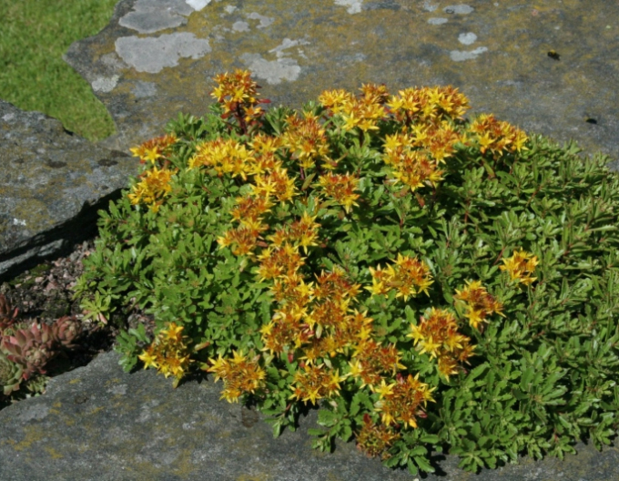 Stonecrop Weihenstephaner Gold