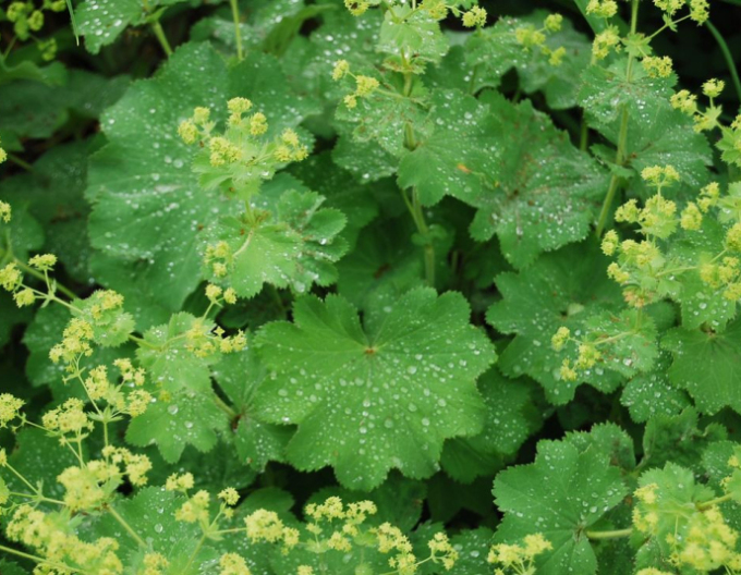 Alchemilla moale