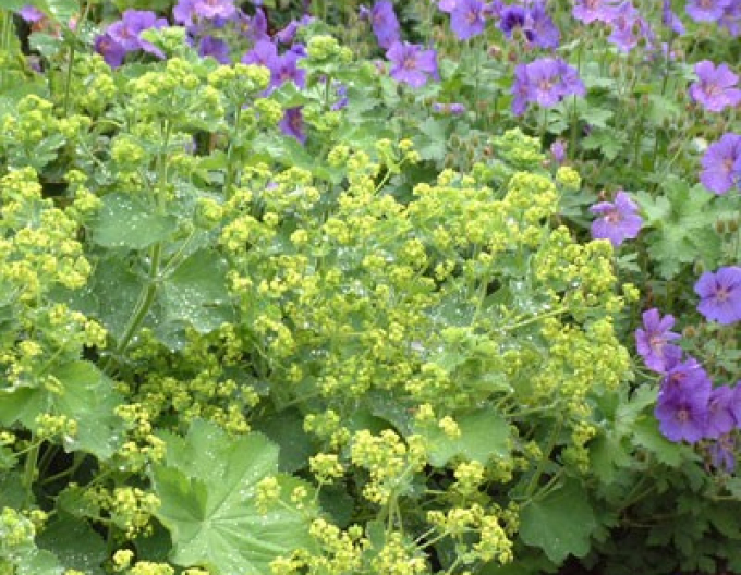 Alchemilla moale