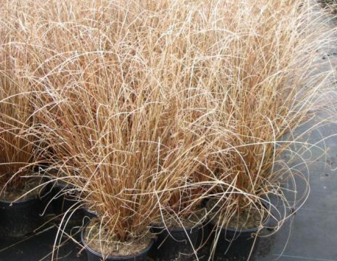 Carex buchananii