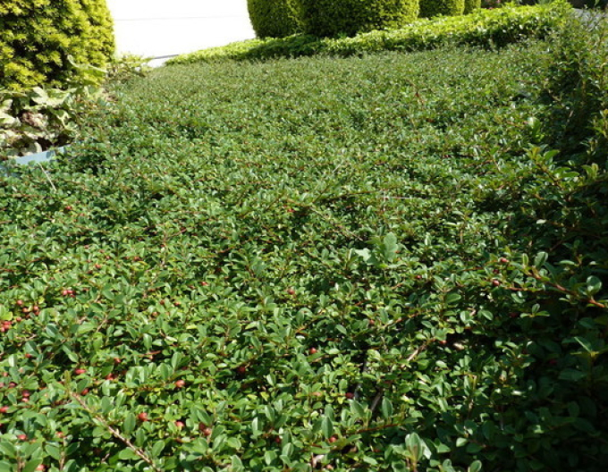 Cotoneaster Eichholz 9x9