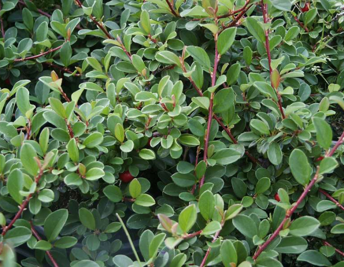 Cotoneaster Eichholz 9x9