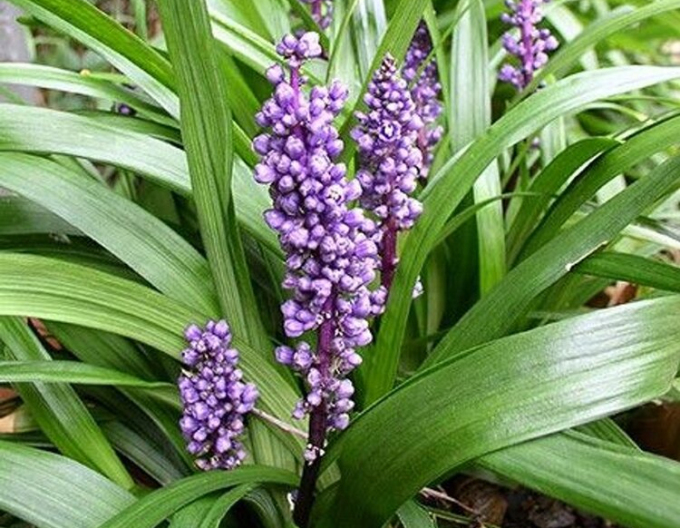 Liriope albastru Royal Purple