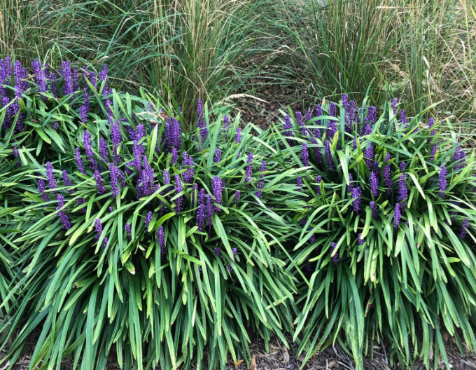 Liriope albastru Royal Purple