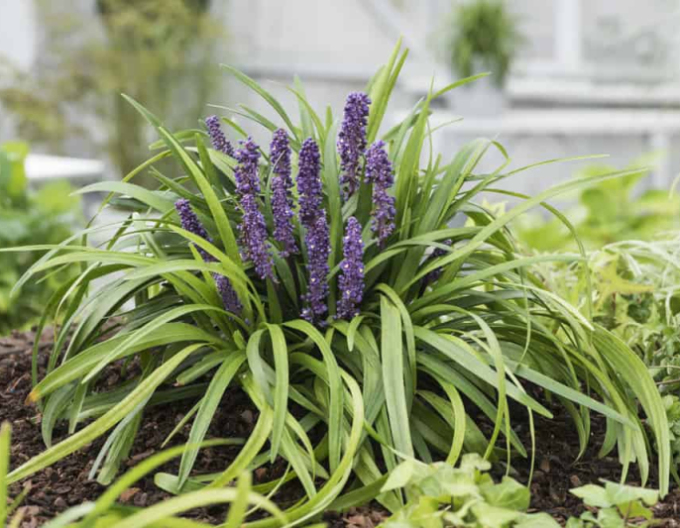 Liriope albastru Royal Purple
