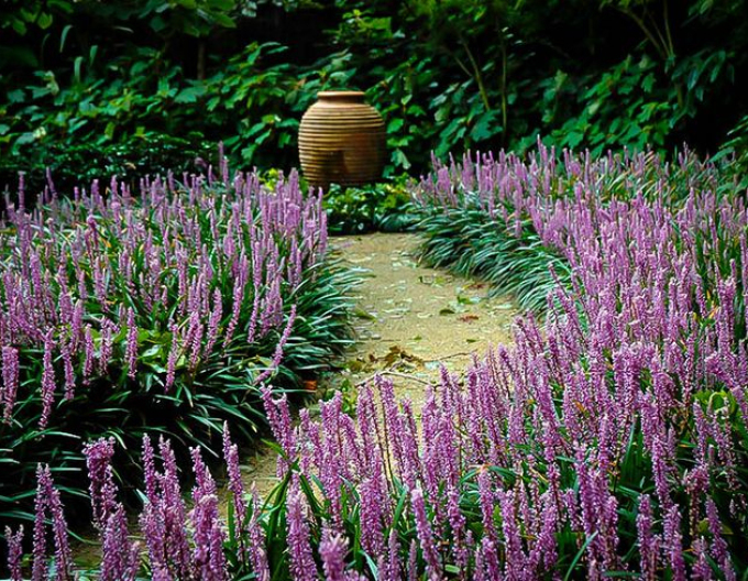 Liriope albastru Royal Purple