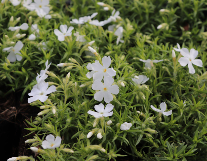 Phlox ´White Delight´