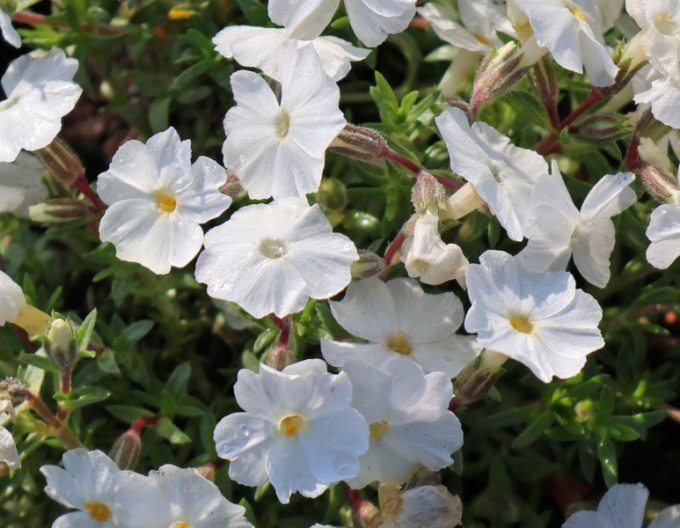 Phlox ´White Delight´