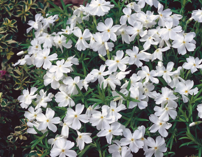 Phlox ´White Delight´