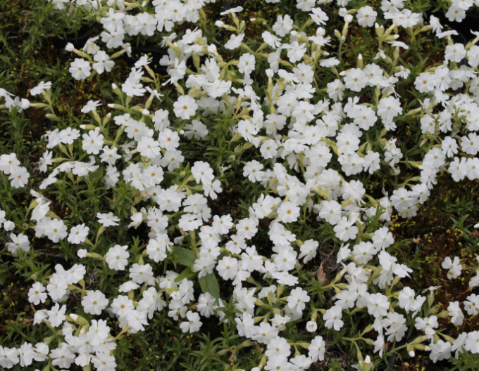 Phlox ´White Delight´