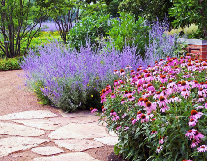 Salvie rusească - Perovskia ´Blue Spire´