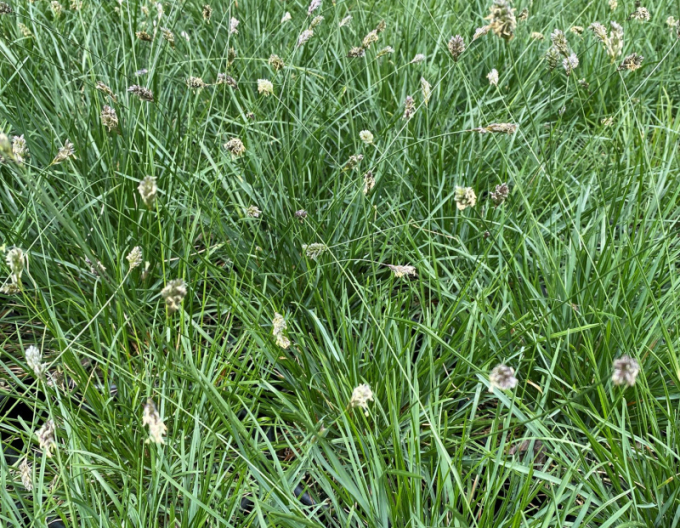 Sesleria caerulea 9x9