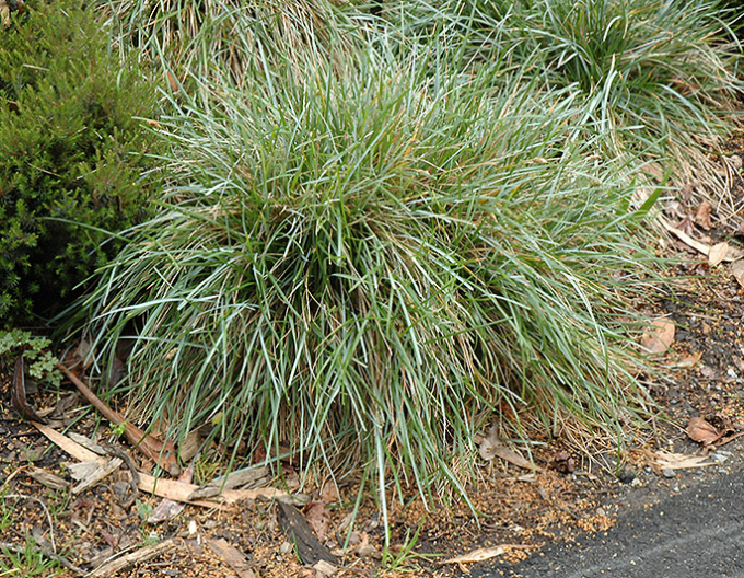 Sesleria caerulea 9x9