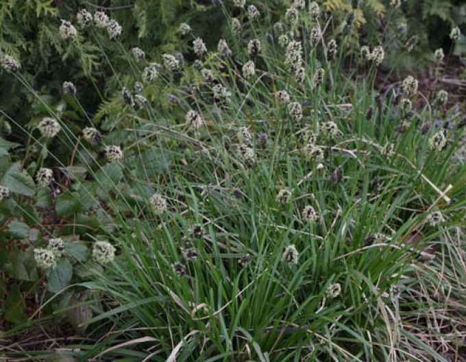 Sesleria caerulea 9x9