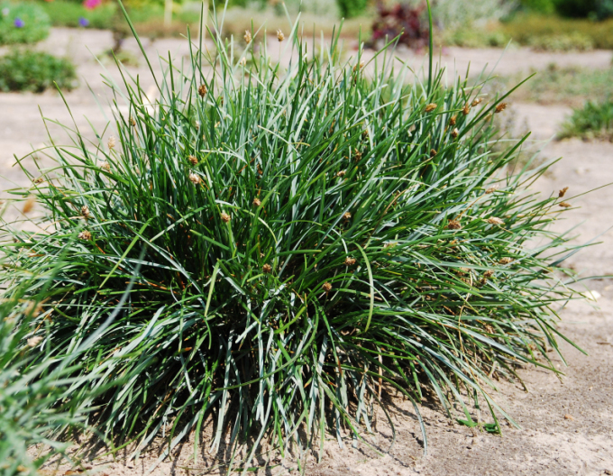Sesleria caerulea 9x9